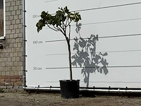 Vijgenboom - ficus carica - hoogte ca. 150 cm - afbeelding 2 van  5