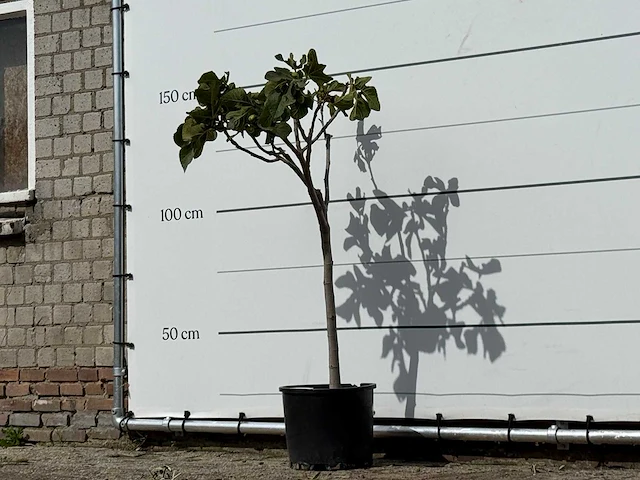 Vijgenboom - ficus carica - hoogte ca. 150 cm - afbeelding 3 van  5