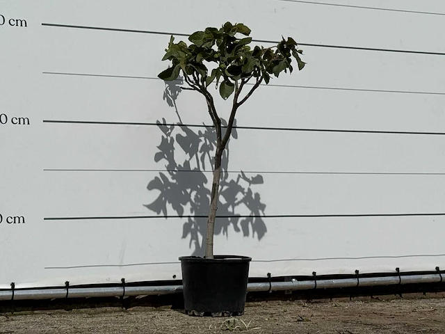 Vijgenboom - ficus carica - hoogte ca. 150 cm - afbeelding 4 van  5