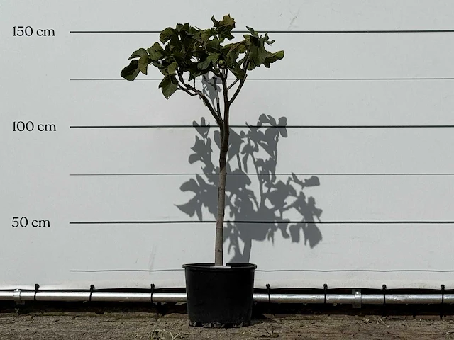 Vijgenboom - ficus carica - hoogte ca. 150 cm - afbeelding 5 van  5