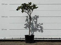 Vijgenboom - ficus carica - hoogte ca. 150 cm - afbeelding 5 van  5