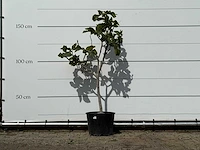 Vijgenboom - ficus carica - hoogte ca. 150 cm