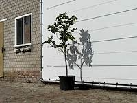Vijgenboom - ficus carica - hoogte ca. 150 cm - afbeelding 2 van  3
