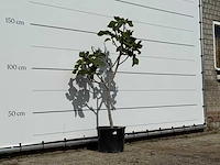 Vijgenboom - ficus carica - hoogte ca. 150 cm - afbeelding 3 van  3