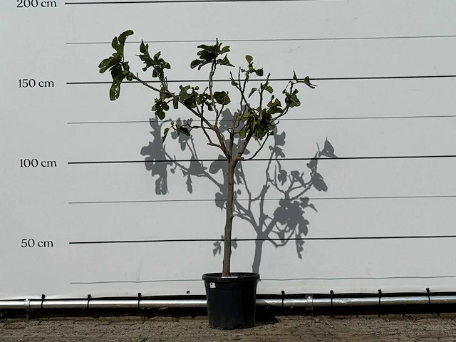 Vijgenboom - ficus carica - hoogte ca. 150 cm - afbeelding 1 van  3