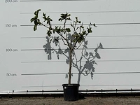 Vijgenboom - ficus carica - hoogte ca. 150 cm