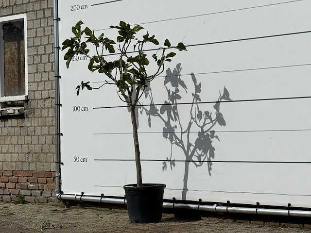 Vijgenboom - ficus carica - hoogte ca. 150 cm - afbeelding 2 van  3