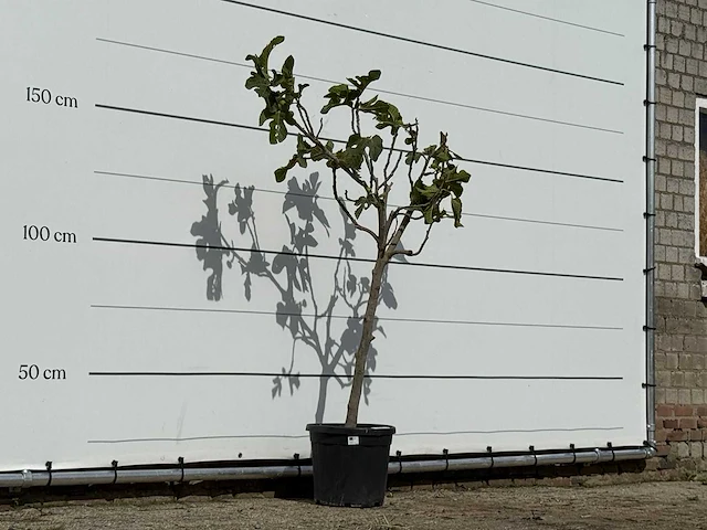 Vijgenboom - ficus carica - hoogte ca. 150 cm - afbeelding 3 van  3