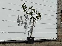 Vijgenboom - ficus carica - hoogte ca. 150 cm - afbeelding 3 van  3