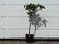 Vijgenboom - ficus carica - hoogte ca. 150 cm