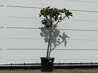 Vijgenboom - ficus carica - hoogte ca. 150 cm - afbeelding 3 van  3