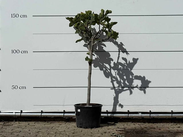Vijgenboom - ficus carica - hoogte ca. 150 cm - afbeelding 1 van  3