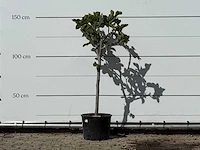 Vijgenboom - ficus carica - hoogte ca. 150 cm
