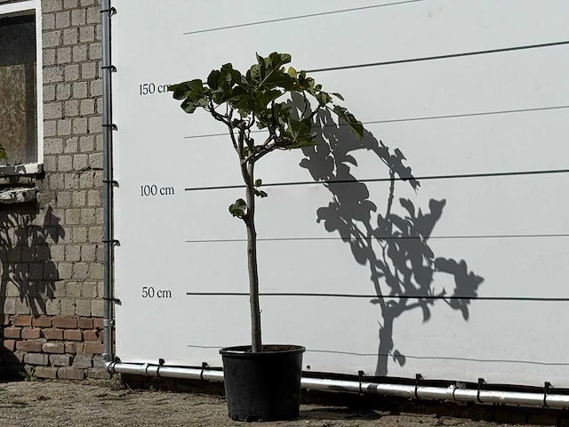 Vijgenboom - ficus carica - hoogte ca. 150 cm - afbeelding 2 van  3
