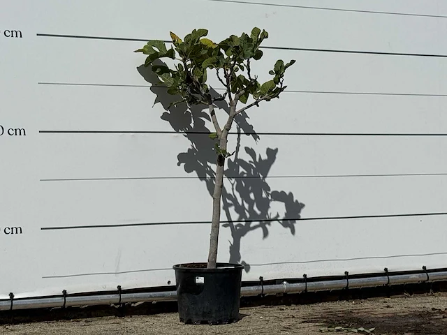 Vijgenboom - ficus carica - hoogte ca. 150 cm - afbeelding 3 van  3