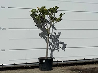 Vijgenboom - ficus carica - hoogte ca. 150 cm - afbeelding 3 van  3