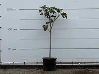 Vijgenboom - ficus carica - hoogte ca. 150 cm