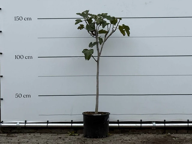 Vijgenboom - ficus carica - hoogte ca. 150 cm - afbeelding 2 van  4