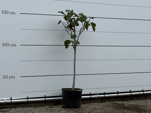 Vijgenboom - ficus carica - hoogte ca. 150 cm - afbeelding 4 van  4