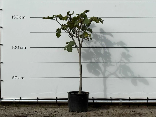 Vijgenboom - ficus carica - hoogte ca. 150 cm - afbeelding 1 van  3
