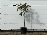 Vijgenboom - ficus carica - hoogte ca. 150 cm