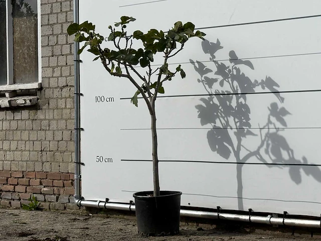 Vijgenboom - ficus carica - hoogte ca. 150 cm - afbeelding 2 van  3