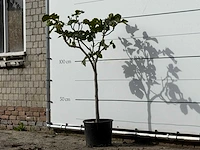 Vijgenboom - ficus carica - hoogte ca. 150 cm - afbeelding 2 van  3