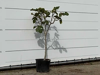 Vijgenboom - ficus carica - hoogte ca. 150 cm - afbeelding 3 van  3