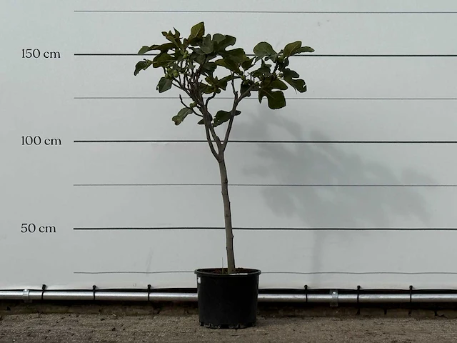 Vijgenboom - ficus carica - hoogte ca. 150 cm - afbeelding 1 van  3
