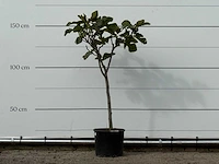 Vijgenboom - ficus carica - hoogte ca. 150 cm