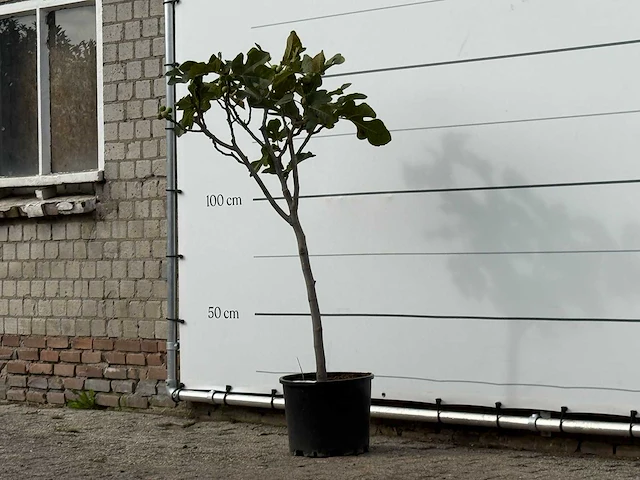 Vijgenboom - ficus carica - hoogte ca. 150 cm - afbeelding 2 van  3