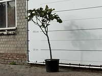 Vijgenboom - ficus carica - hoogte ca. 150 cm - afbeelding 2 van  3