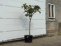 Vijgenboom - ficus carica - hoogte ca. 150 cm - afbeelding 3 van  3