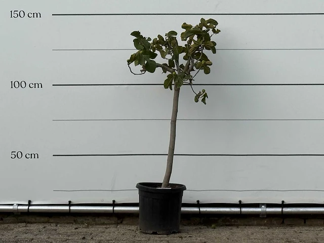 Vijgenboom - ficus carica - hoogte ca. 150 cm - afbeelding 1 van  3