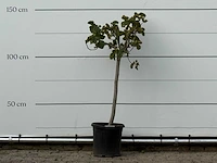 Vijgenboom - ficus carica - hoogte ca. 150 cm