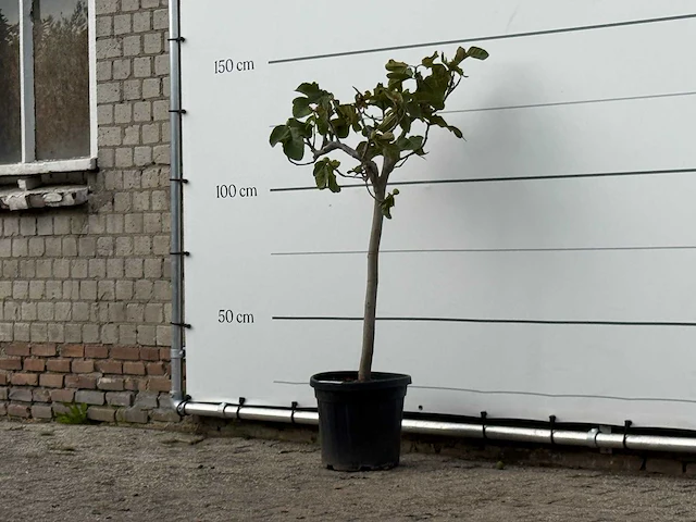 Vijgenboom - ficus carica - hoogte ca. 150 cm - afbeelding 2 van  3