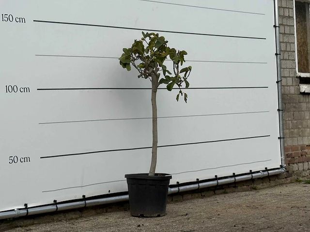 Vijgenboom - ficus carica - hoogte ca. 150 cm - afbeelding 3 van  3