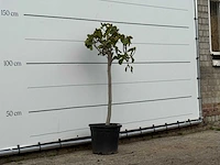 Vijgenboom - ficus carica - hoogte ca. 150 cm - afbeelding 3 van  3