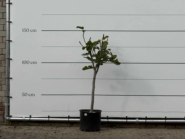 Vijgenboom - ficus carica - hoogte ca. 150 cm - afbeelding 1 van  3