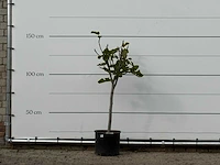 Vijgenboom - ficus carica - hoogte ca. 150 cm