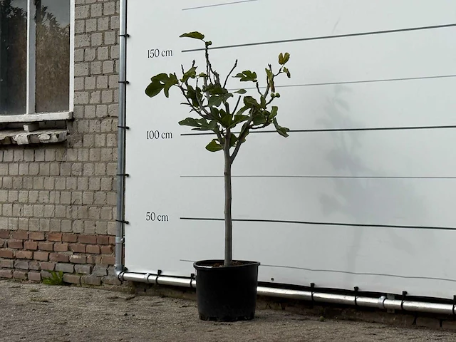 Vijgenboom - ficus carica - hoogte ca. 150 cm - afbeelding 2 van  3