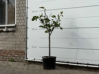 Vijgenboom - ficus carica - hoogte ca. 150 cm - afbeelding 2 van  3