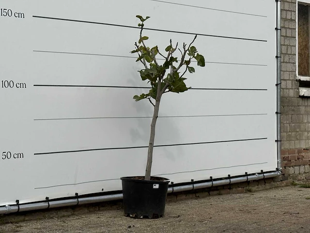 Vijgenboom - ficus carica - hoogte ca. 150 cm - afbeelding 3 van  3
