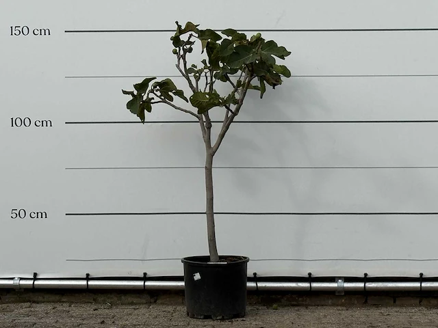 Vijgenboom - ficus carica - hoogte ca. 150 cm - afbeelding 1 van  3