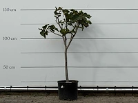 Vijgenboom - ficus carica - hoogte ca. 150 cm