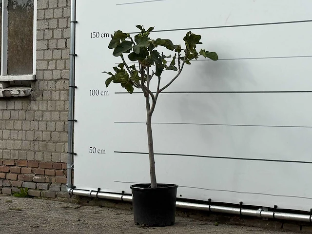 Vijgenboom - ficus carica - hoogte ca. 150 cm - afbeelding 2 van  3