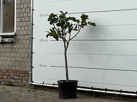Vijgenboom - ficus carica - hoogte ca. 150 cm - afbeelding 2 van  3