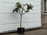 Vijgenboom - ficus carica - hoogte ca. 150 cm - afbeelding 3 van  3