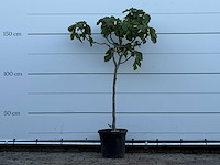 Vijgenboom - ficus carica - hoogte ca. 160 cm - afbeelding 1 van  3