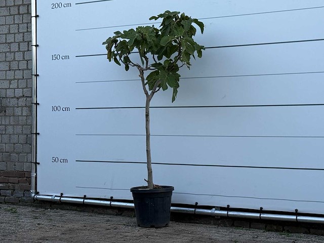 Vijgenboom - ficus carica - hoogte ca. 160 cm - afbeelding 2 van  3